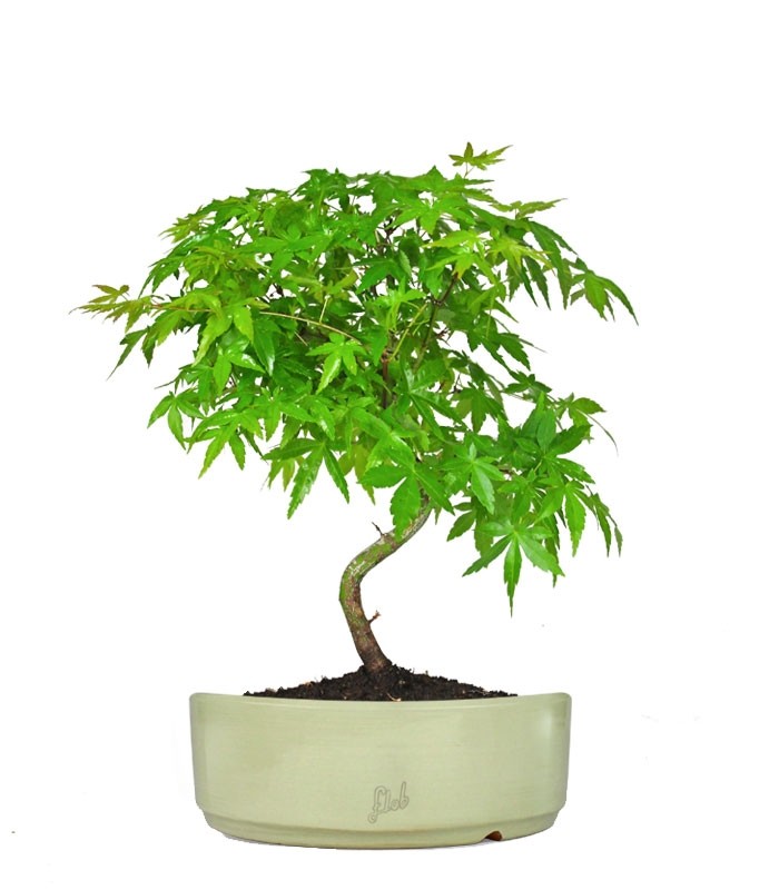Acero Palmato Verde