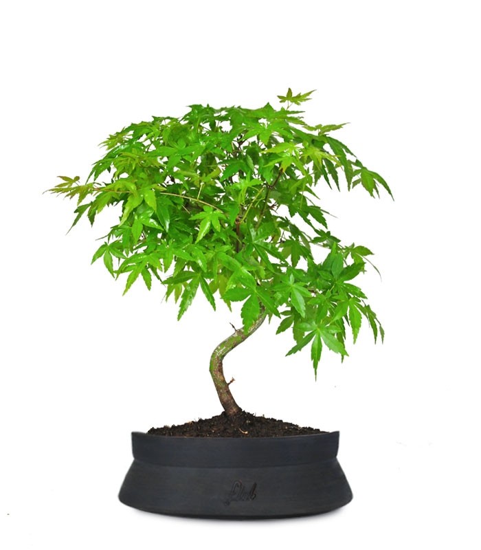 Acero Palmato Verde