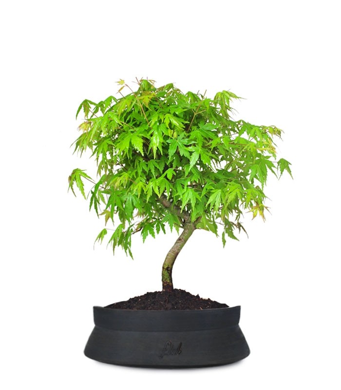 Acero Verde M