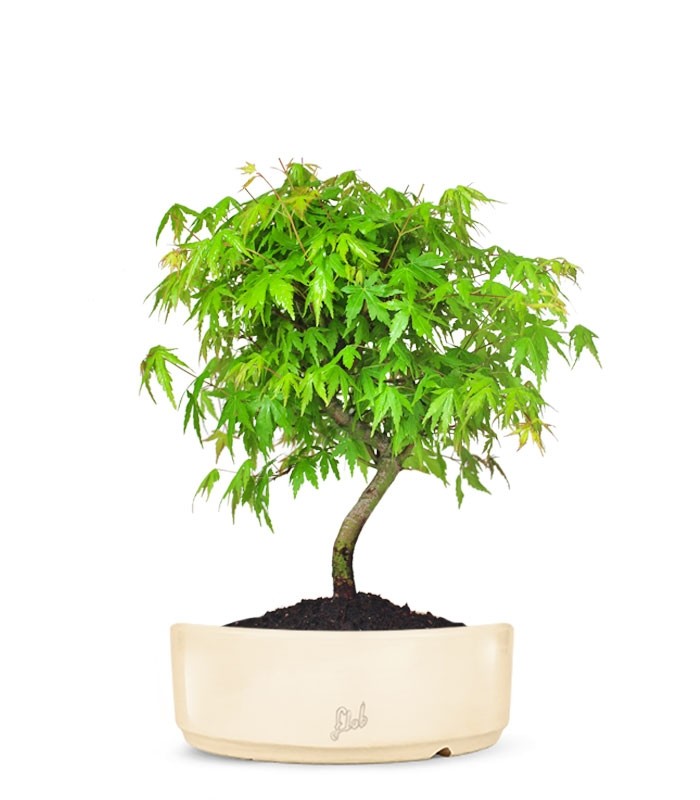 Acero Verde M