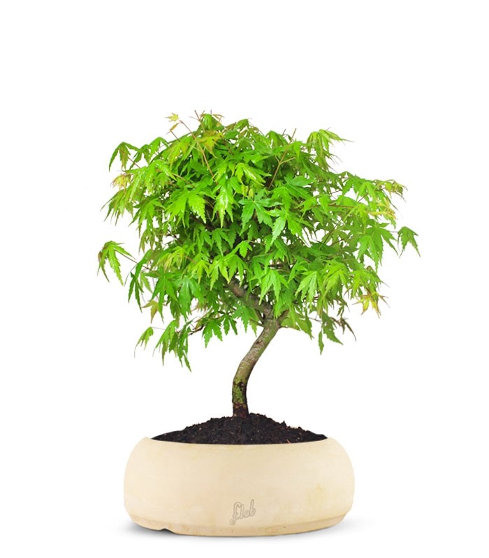 Acero Verde M