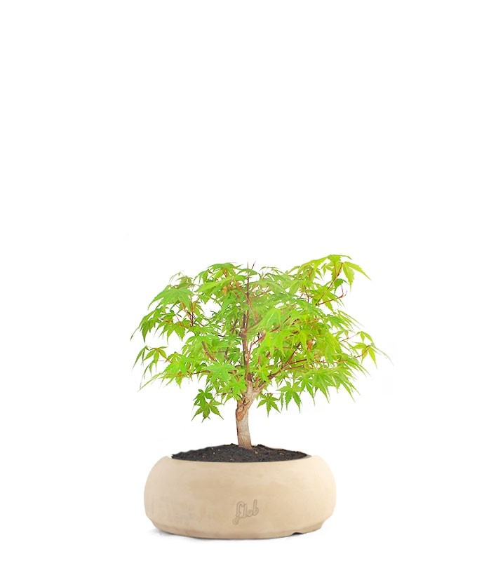 Acero Verde S