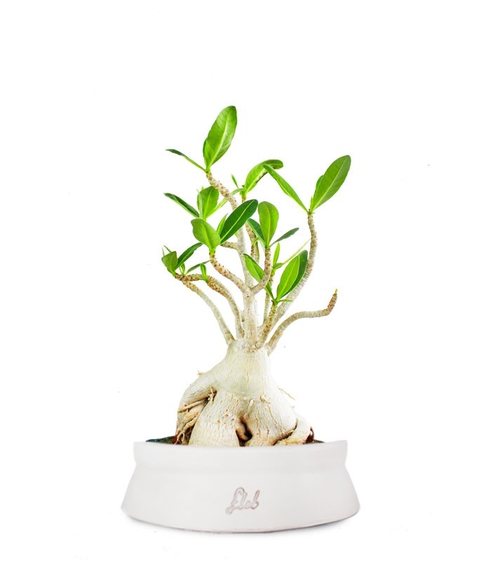 Adenium Arabicum