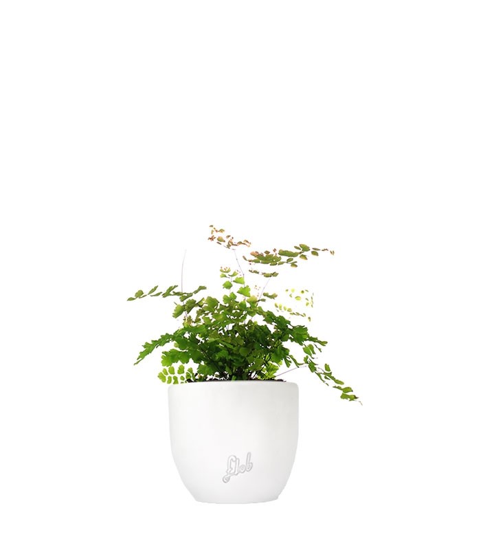 Adiantum - roseo