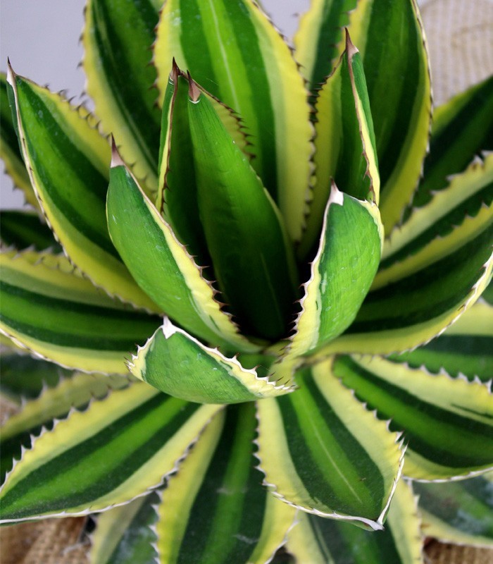 Agave