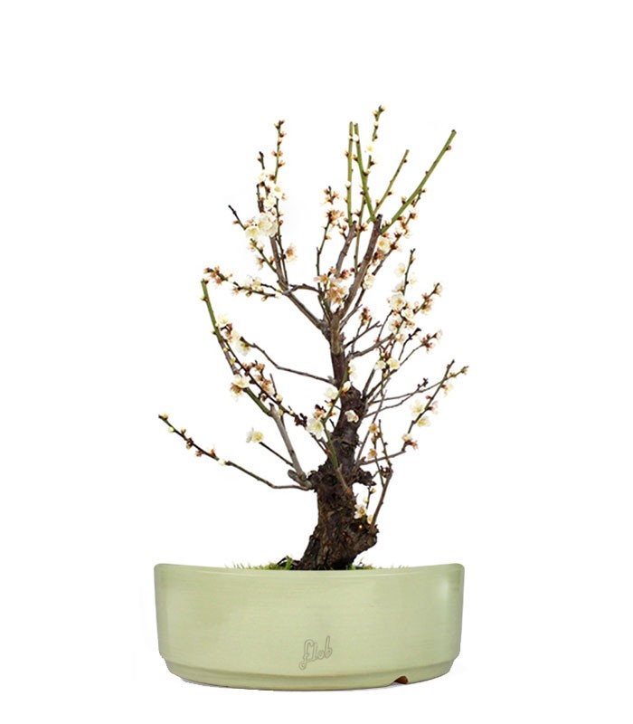 Albicocco giapponese Bianco