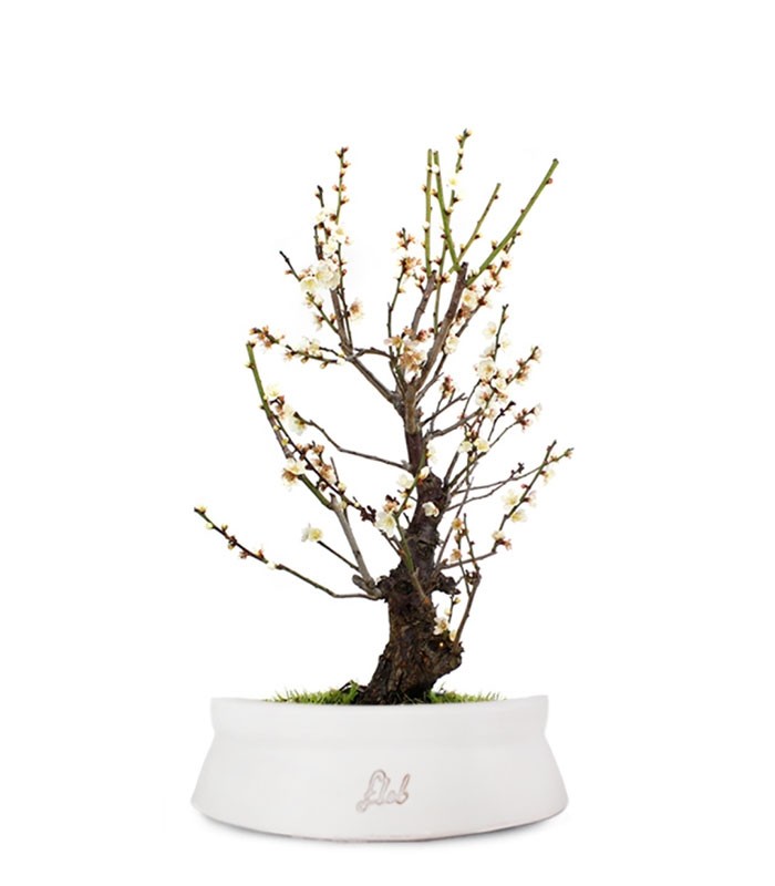 Albicocco giapponese Bianco