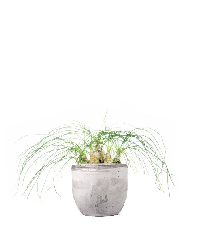 Albuca Beaucarnea Recurvata