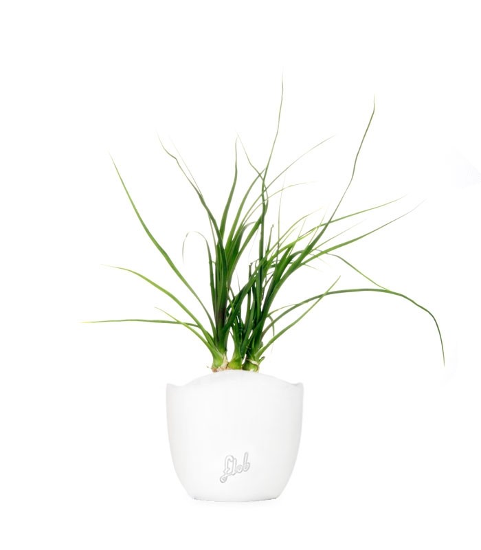 Albuca Namaquensis