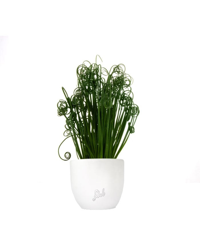 Albuca Spiralis