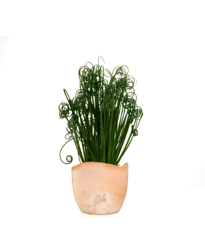 Albuca Spiralis