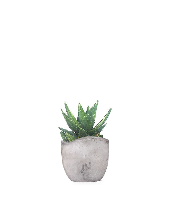 Aloe mitriformis Variegata