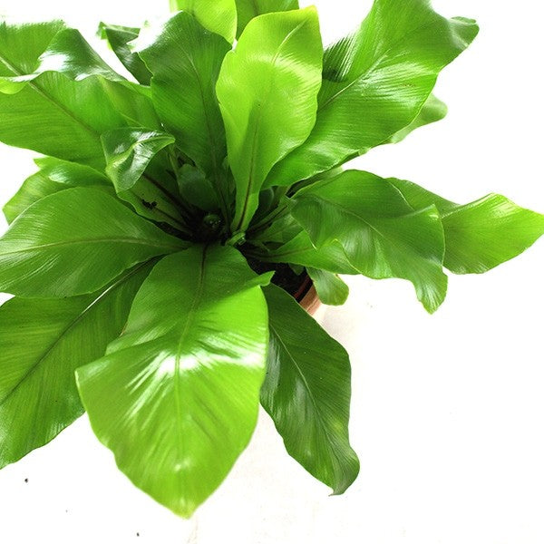 Asplenium