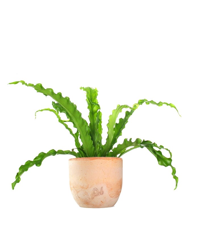 Asplenium antiquum osaka