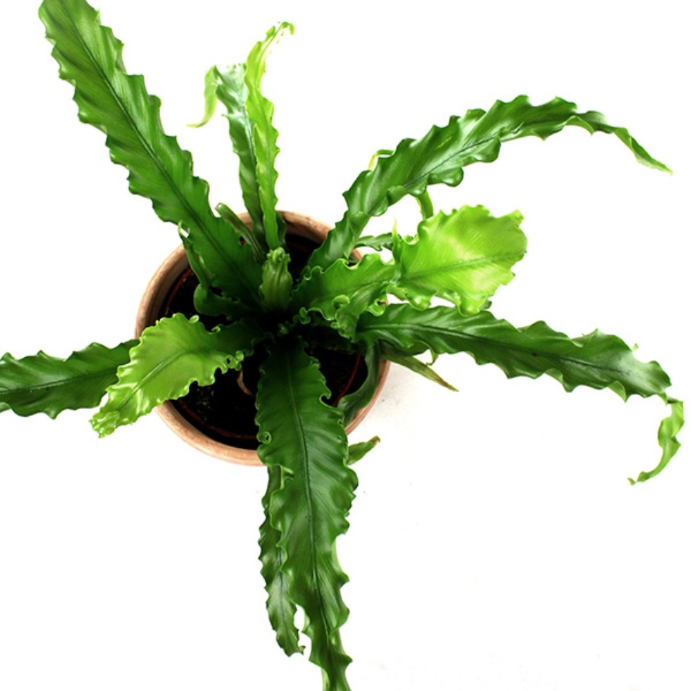 Asplenium antiquum osaka