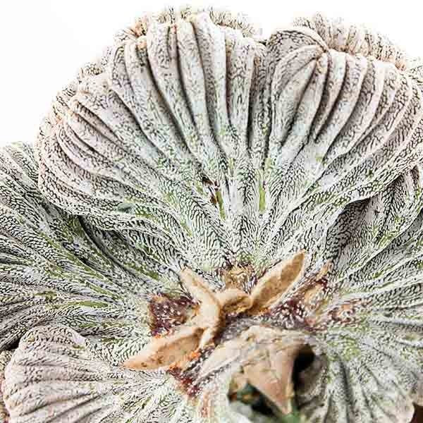 Astrophytum coahuilense crestato