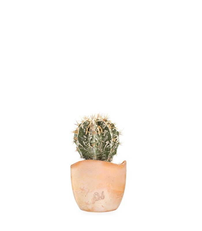 Astrophytum Fukuryu