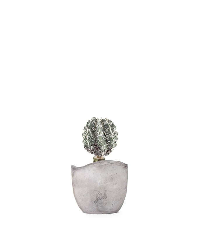 Astrophytum myrostigma cv. Hanakago
