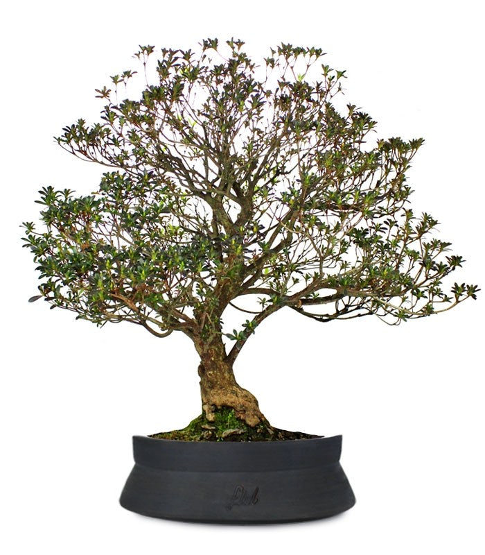 Azalea Giapponese XL