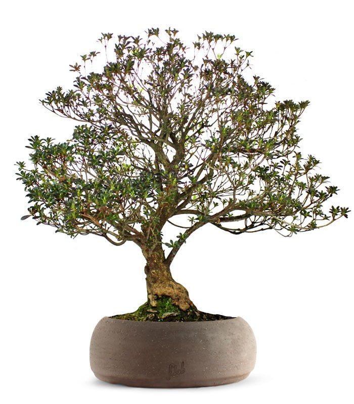 Azalea Giapponese XL