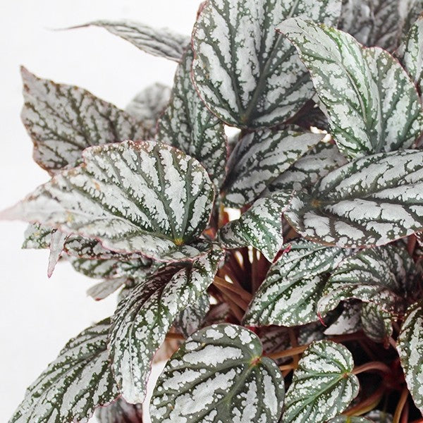Begonia Rex grigia