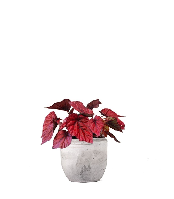 Begonia Rex Inca Flame