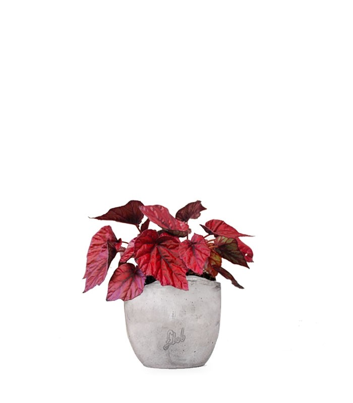 Begonia Rex Inca Flame