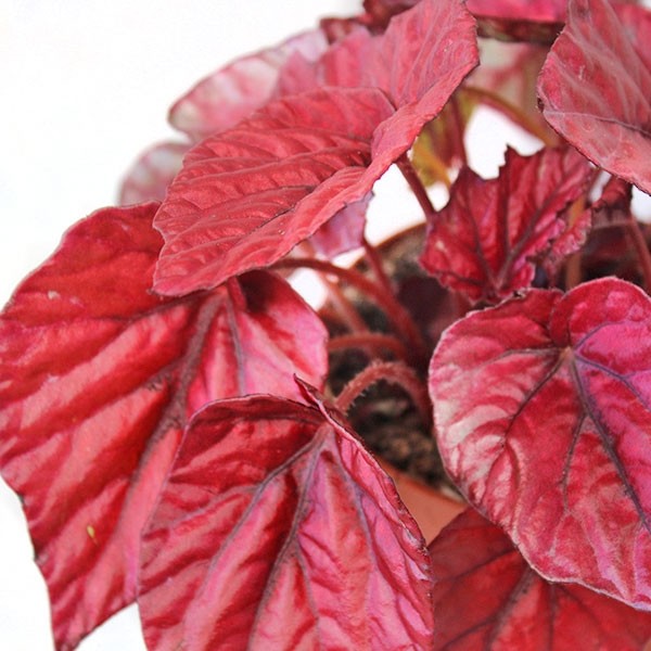 Begonia Rex Inca Flame