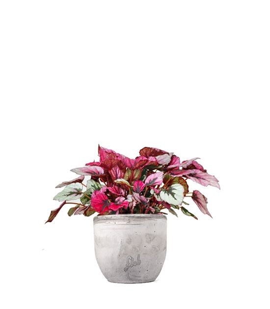 Begonia Rex Viola