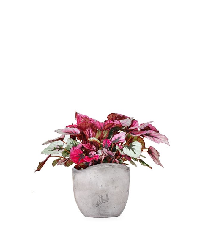 Begonia Rex Viola