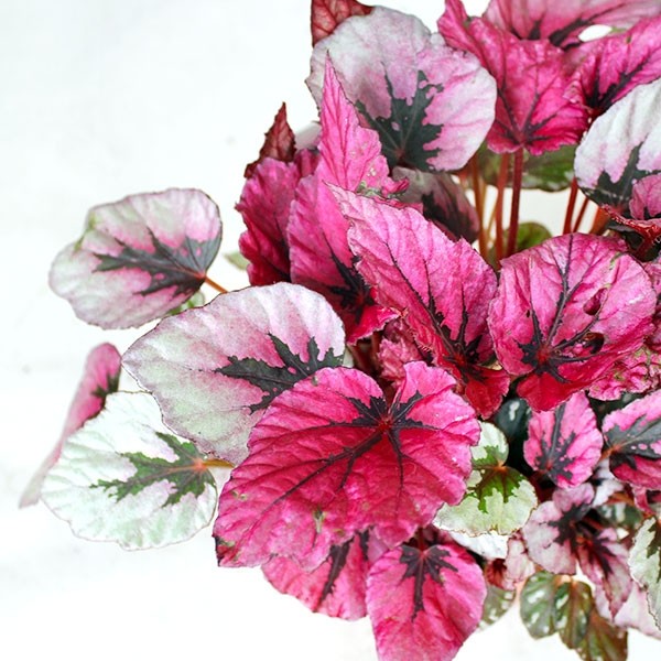 Begonia Rex Viola