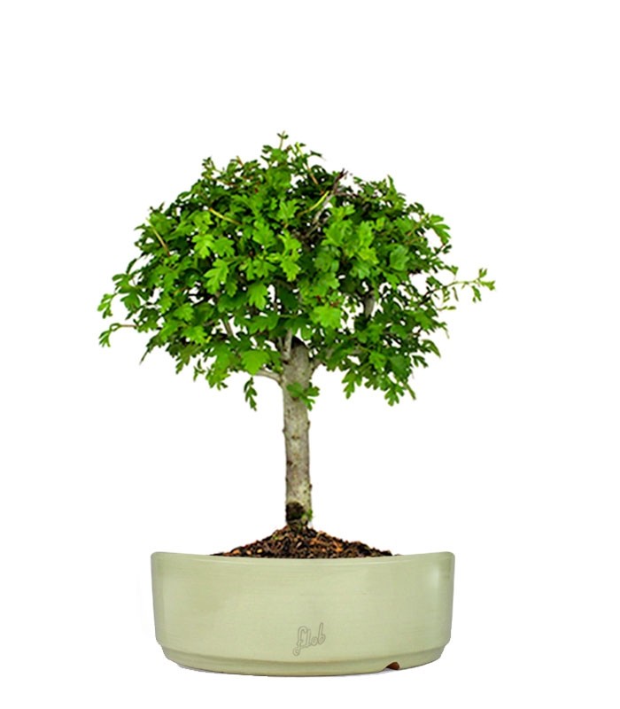 Biancospino