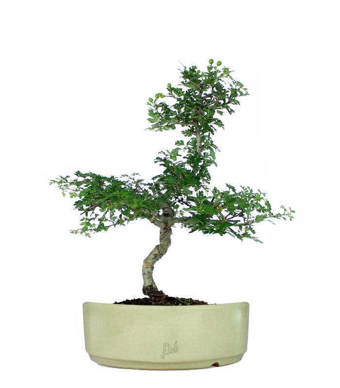Biancospino Bonsai impalcato