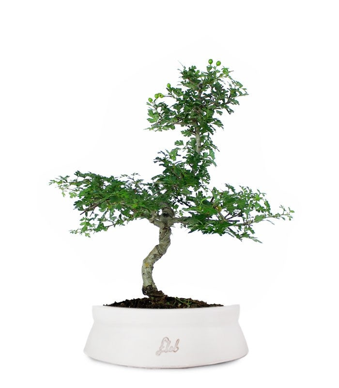 Biancospino Bonsai impalcato
