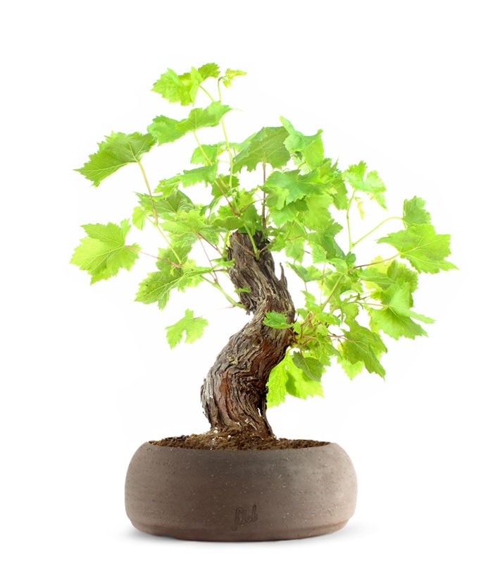 Bonsai Vite