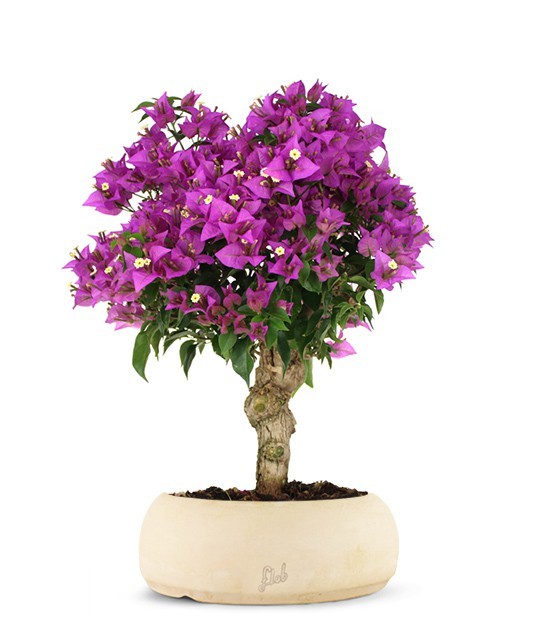 Bougainvillea M