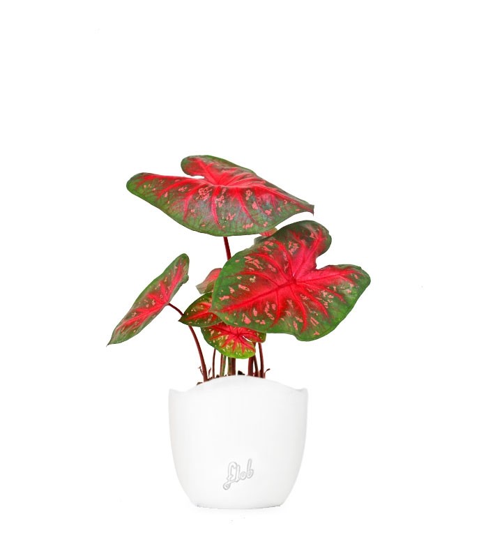 Caladium "Red Flash"