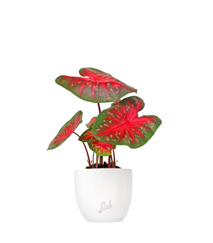 Caladium "Red Flash"