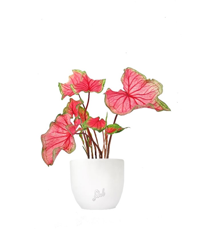 Caladium "Sizzle"