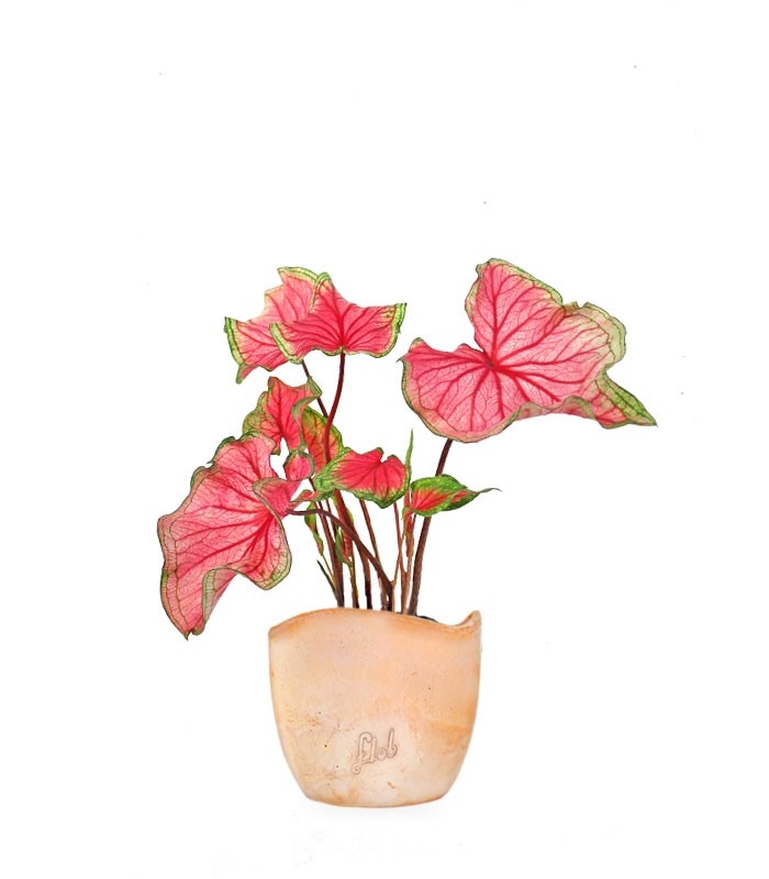Caladium "Sizzle"
