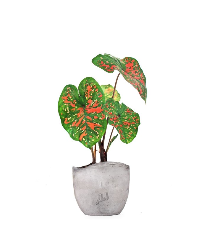 Caladium "Sparkle"