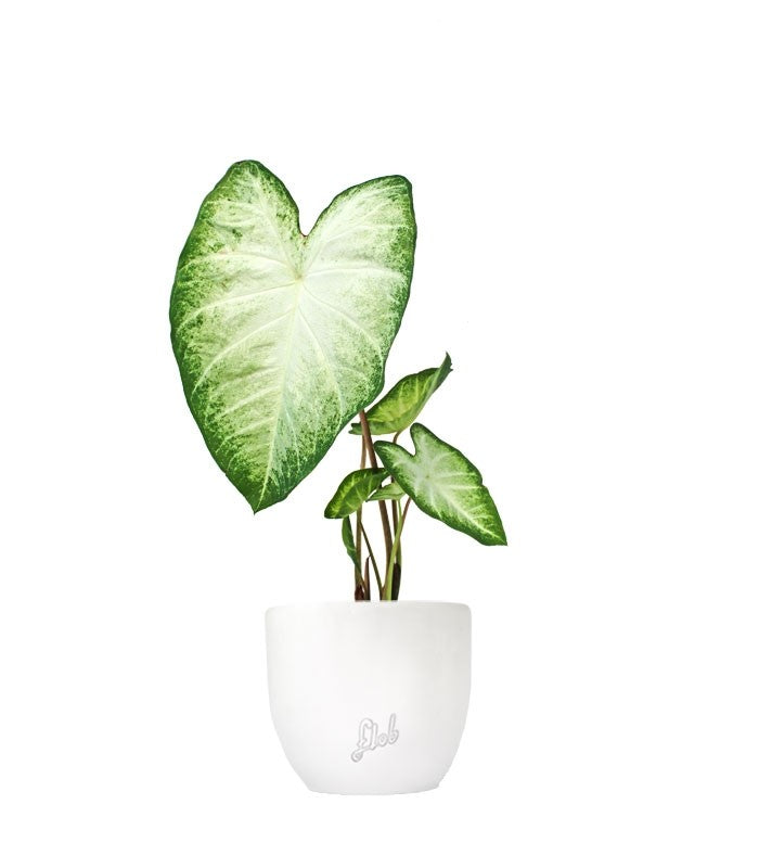 Caladium "White marble"