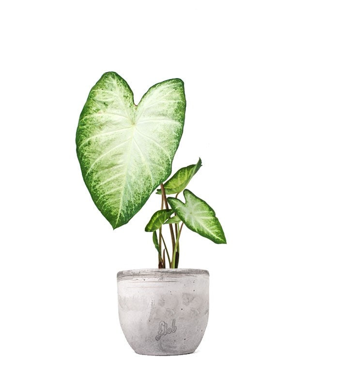 Caladium "White marble"