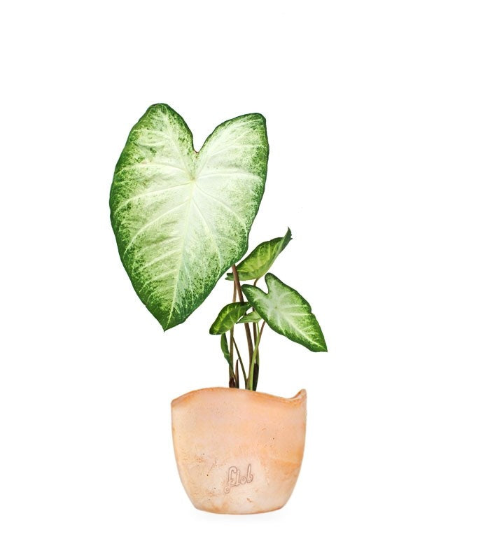Caladium "White marble"