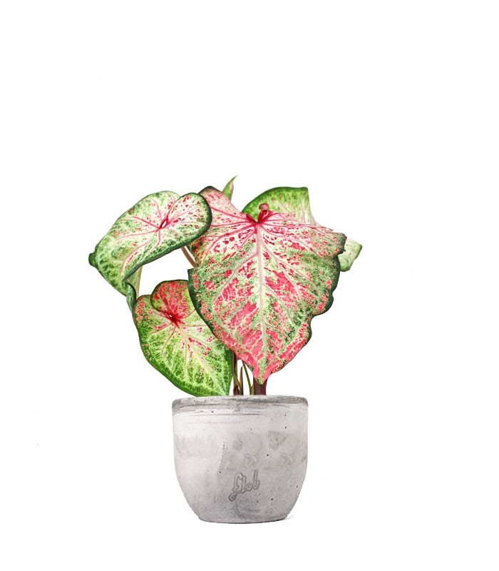Caladium Picturatum