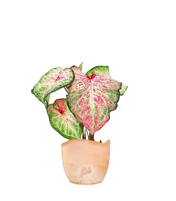 Caladium Picturatum
