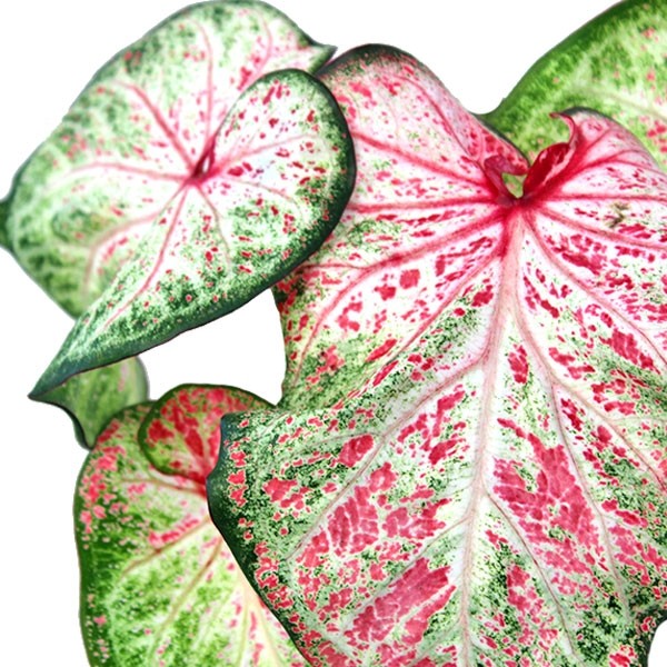 Caladium Picturatum