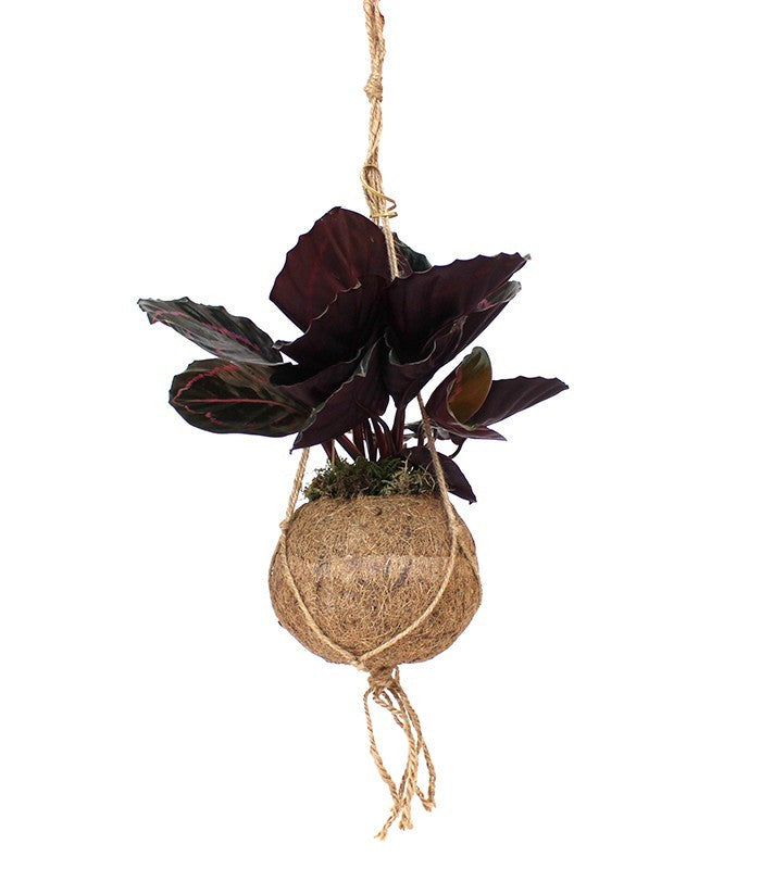 Calathea dottie in fibra di cocco