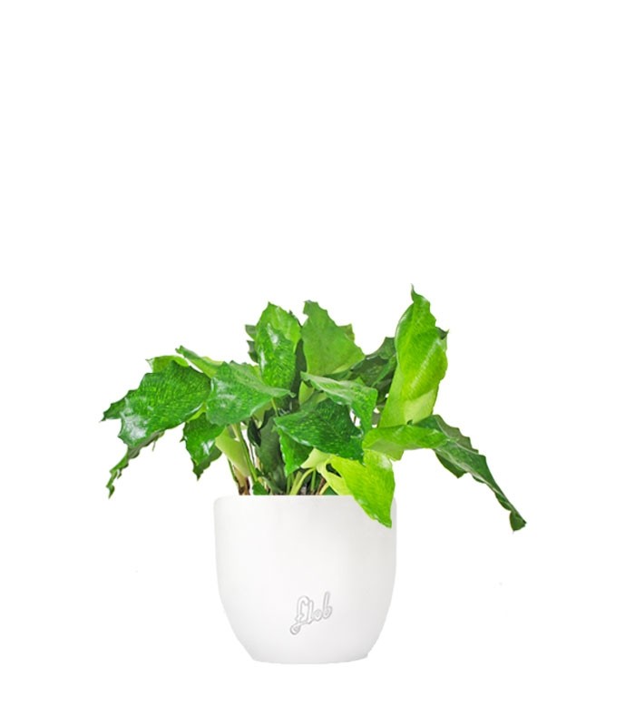 Calathea musaica Network