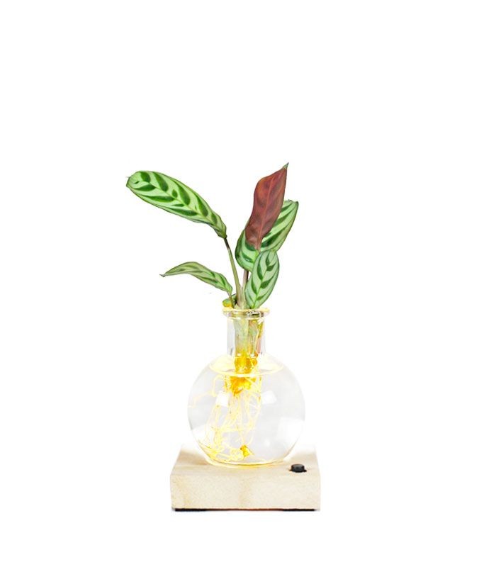 Calathea sfera con led